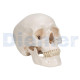 Anatomischer Schädel Mit Gehirn 8 Teile 
